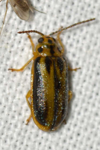 Xanthogalerucella luteola - szilfa-olajosbogár