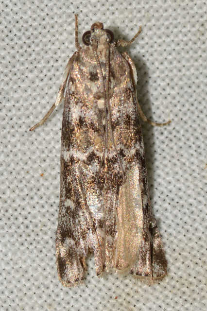 Dioryctria