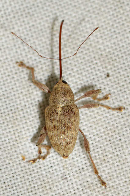 Curculio elephas - gesztenyezsuzsóka