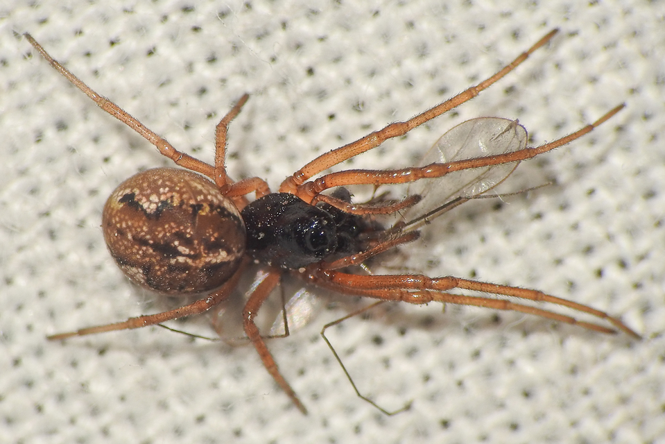 Pachygnatha degeeri
