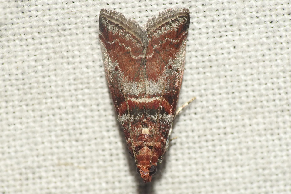 Acrobasis