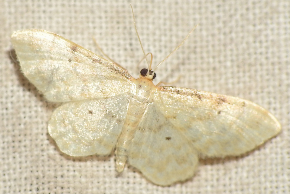 Idaea fuscovenosa - szürkeszélű apróaraszoló
