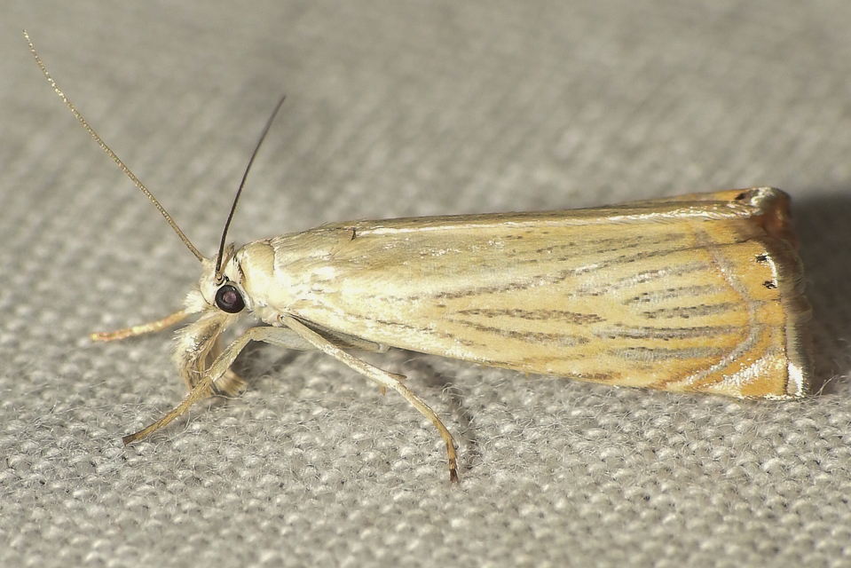 Chrysoteuchia culmella - kerti fűgyökérmoly