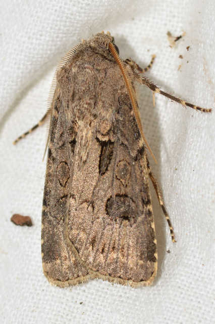 Agrotis bigramma - kétjegyű földibagoly