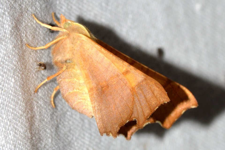 Ennomos fuscantaria - kőris-levélaraszoló