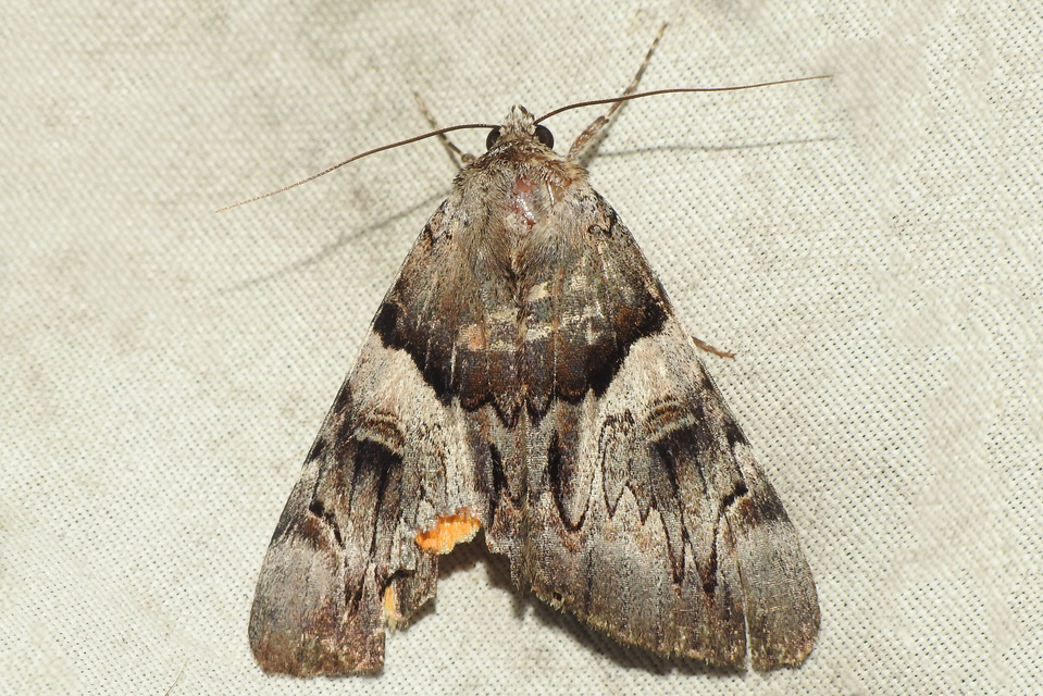 Catocala fulminea - galagonya-övesbagoly