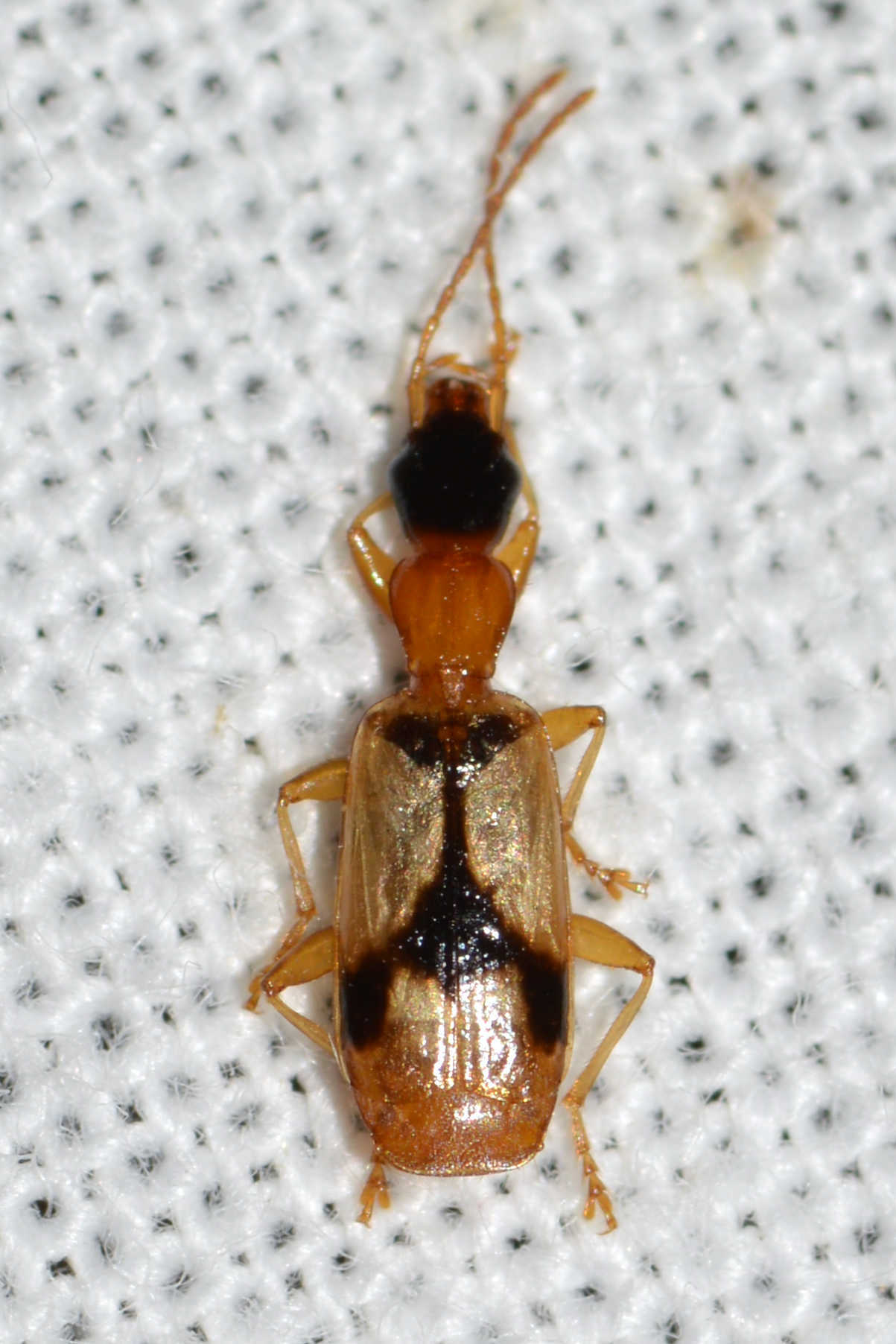 Demetrias imperialis - háromfoltos nádfutó