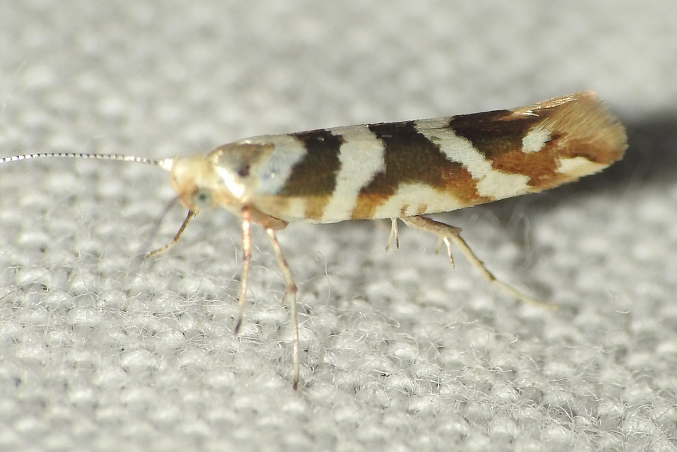 Argyresthia goedartella - égerbarka-aranymoly
