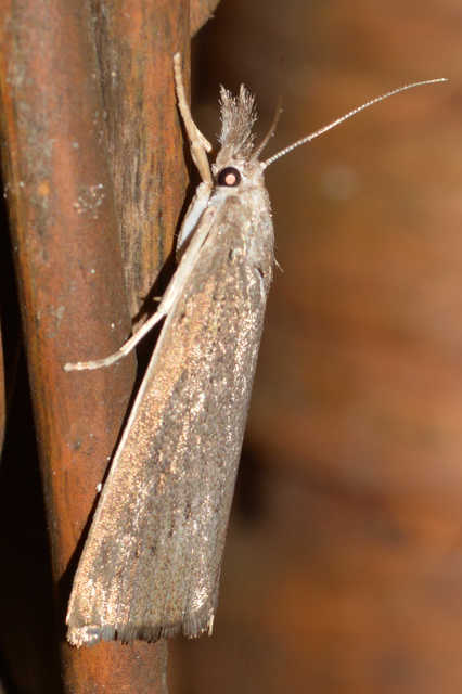 Calamotropha paludella - barna nádlevélmoly