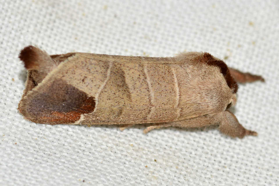 Clostera curtula - rövidszárnyú levélszövő