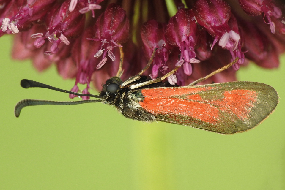 Zygaena punctum - pettyes csüngőlepke