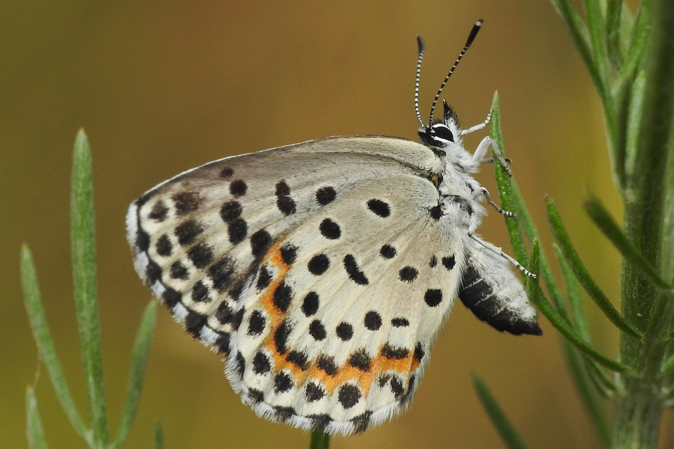 Scolitantides orion - szemes boglárka