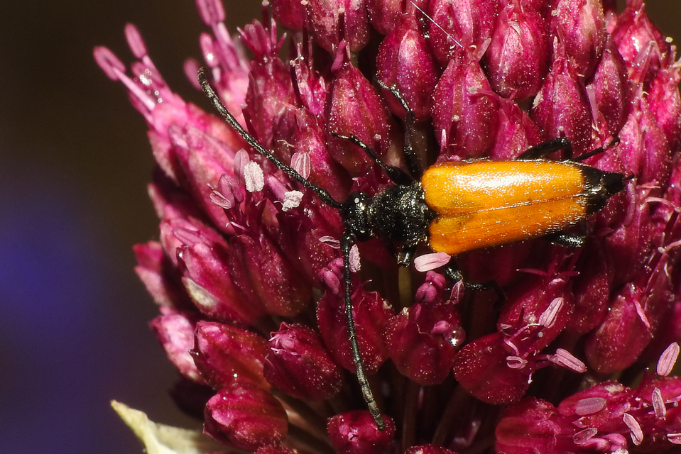 Stictoleptura fulva - vörhenyes virágcincér