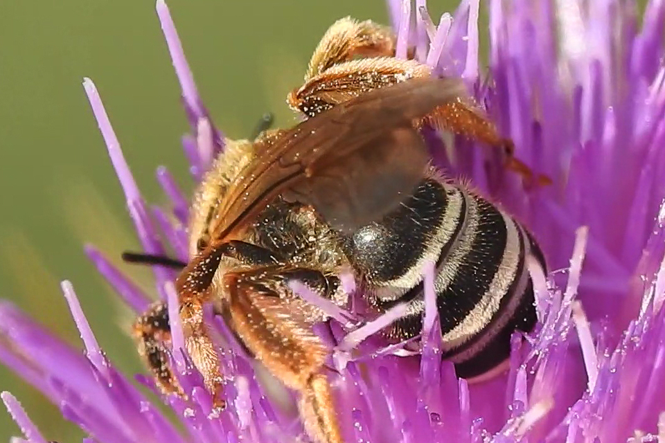 Halictus
