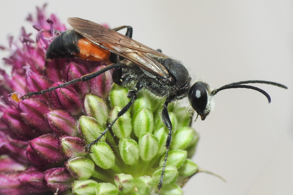 Sphecidae - kaparódarazsak