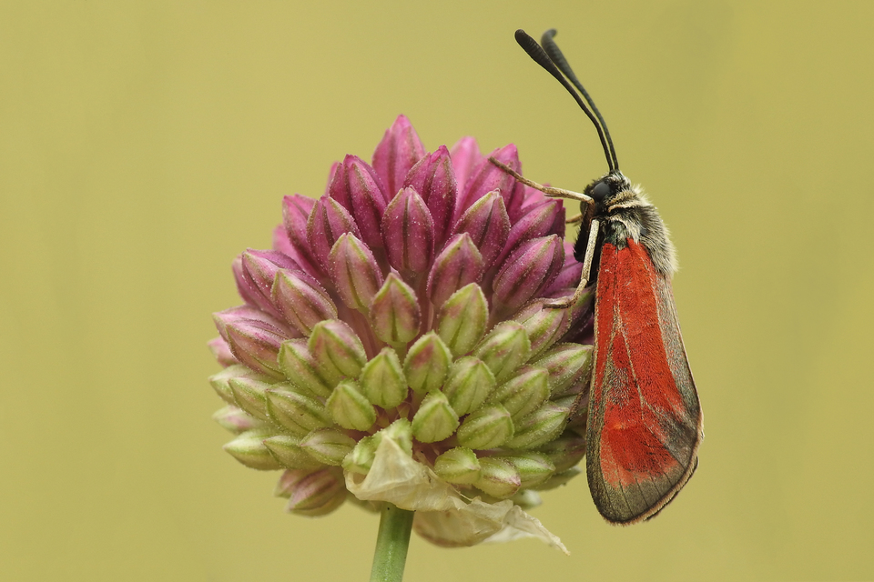 Zygaena punctum - pettyes csüngőlepke