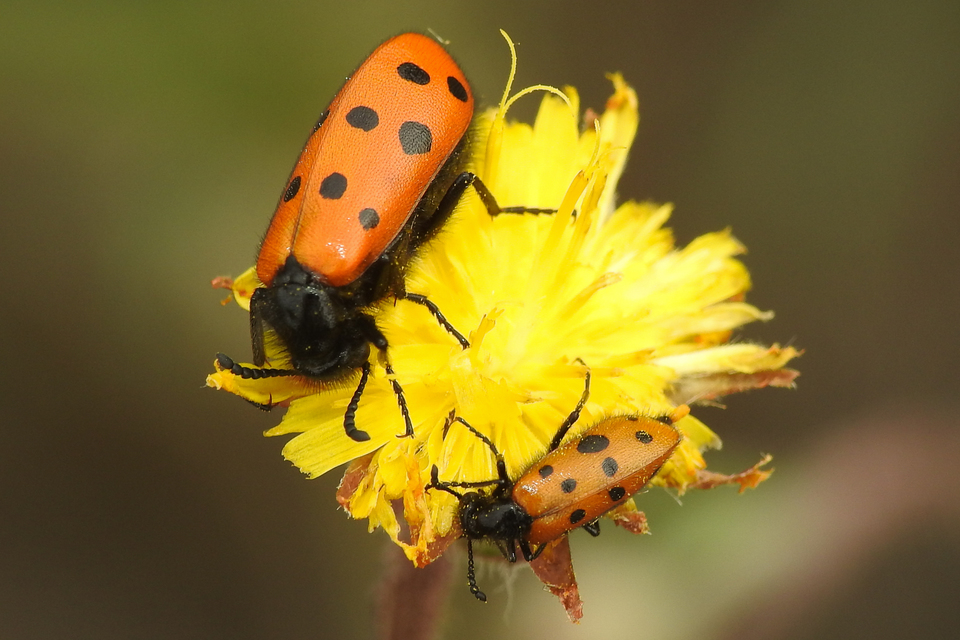 Mylabris crocata - pettyes hólyaghúzó Mylabris crocata - pettyes hólyaghúzó