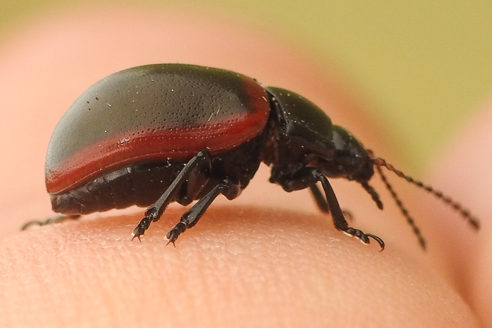 Chrysolina limbata - keretes levélbogár