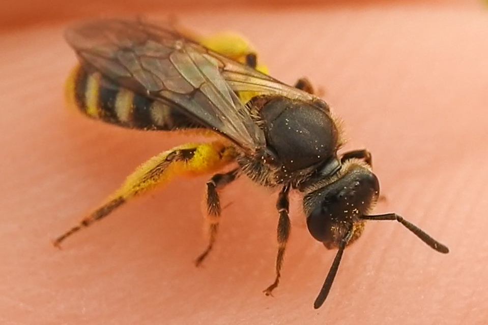 Lasioglossum