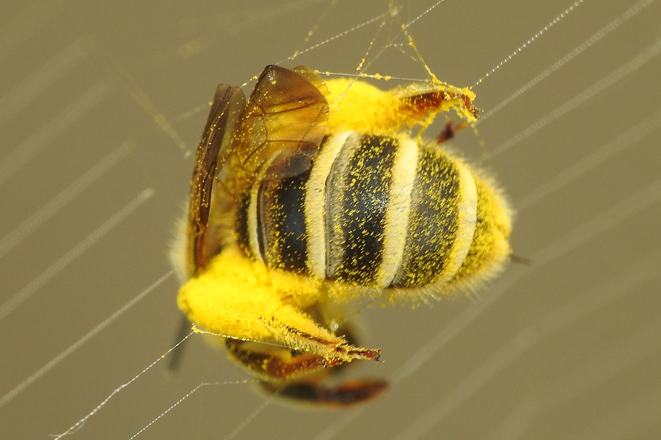 Halictus sexcinctus