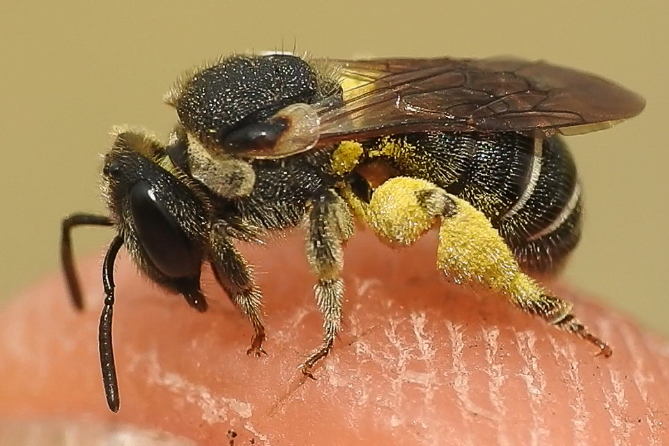 Nomiapis diversipes