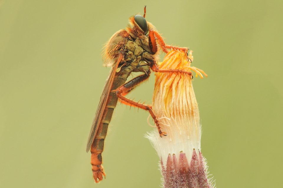 Stenopogon sabaudus