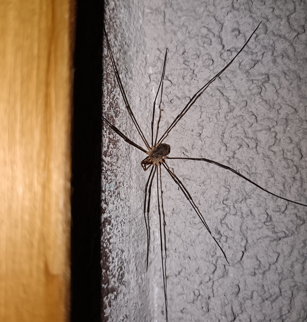 Opiliones - Kaszáspókok Opiliones - Kaszáspókok