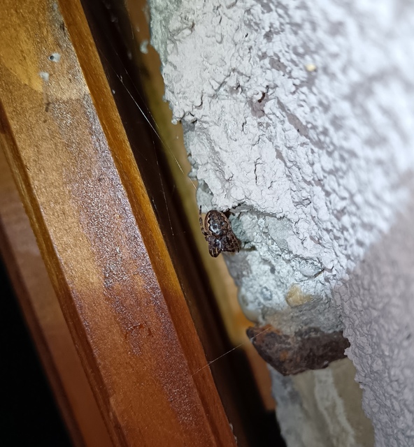 Nuctenea umbratica - közönséges rés-keresztespók