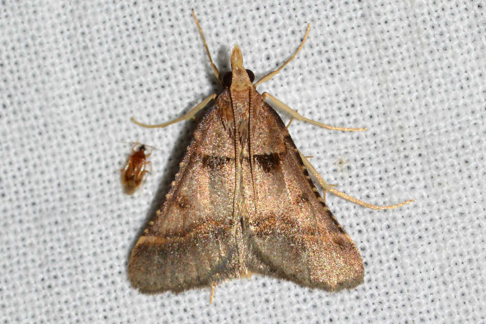 Stemmatophora brunnealis - barna fényilonca