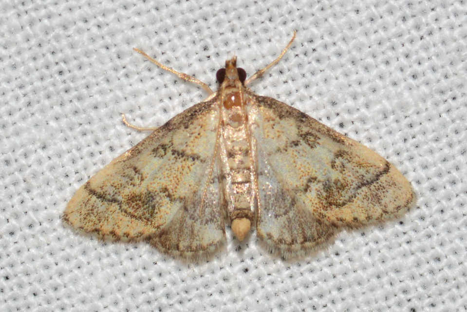 Metasia ophialis - kígyósávos tűzmoly