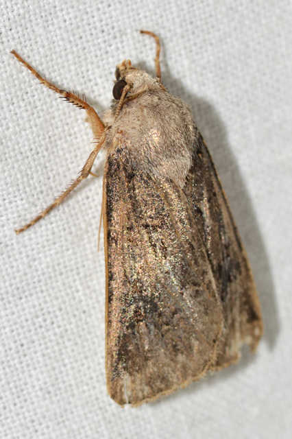 Agrotis bigramma - kétjegyű földibagoly