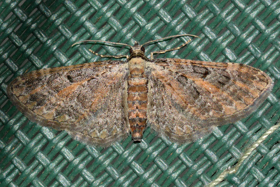 Eupithecia icterata - rozsdafoltos törpearaszoló