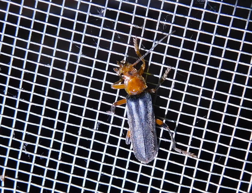 Cantharis livida - mezei lágybogár