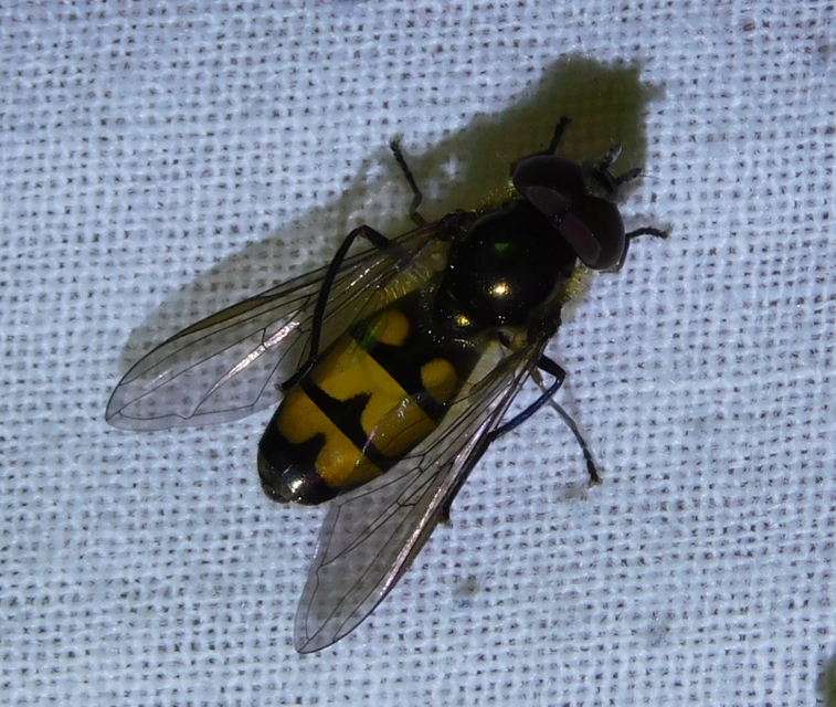 Xanthandrus comtus - szélespotrohú hernyólégy