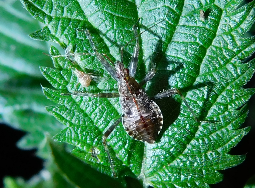 Himacerus