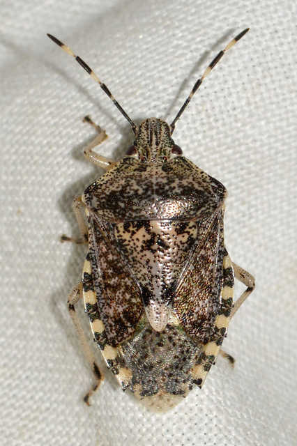 Rhaphigaster nebulosa - bencepoloska