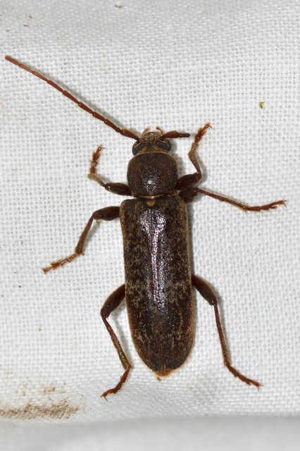 Trichoferus campestris - szállóvendég éjicincér