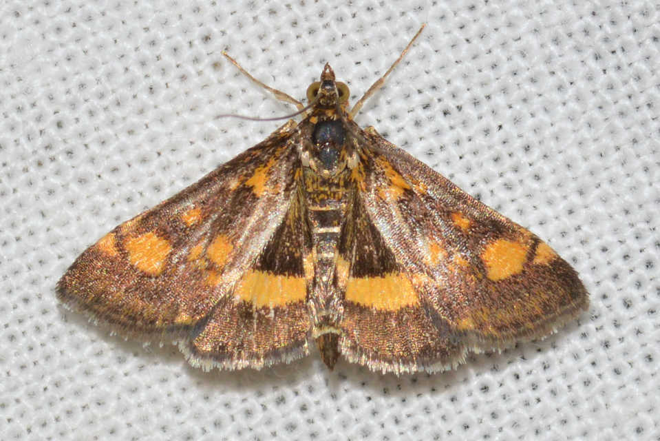 Pyrausta aurata - aranyló bíbormoly