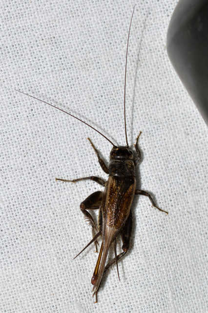 Eumodicogryllus bordigalensis - bordói tücsök