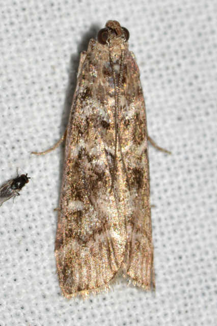 Dioryctria