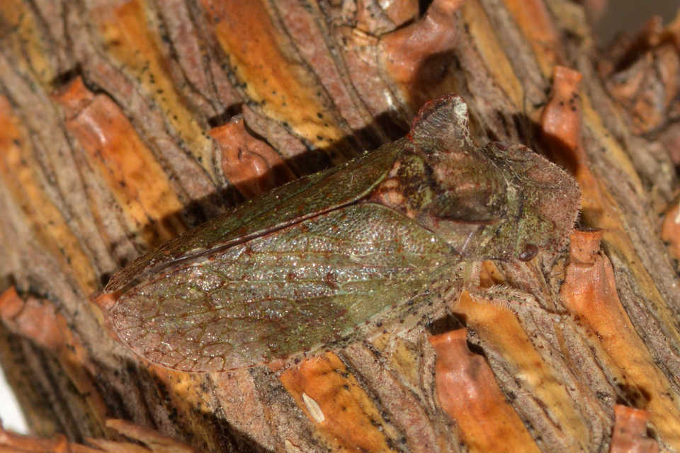 Ledra aurita - füleskabóca