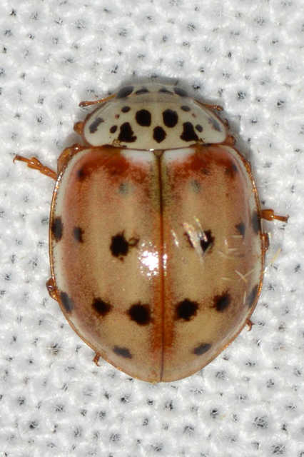 Harmonia quadripunctata - négypettyes katica