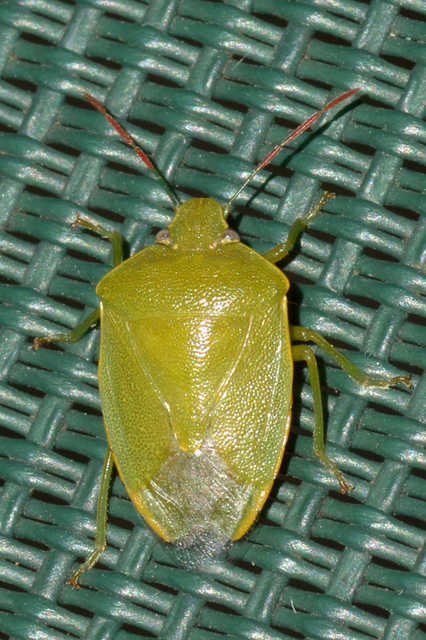 Acrosternum heegeri - rőtcsápú vándorpoloska