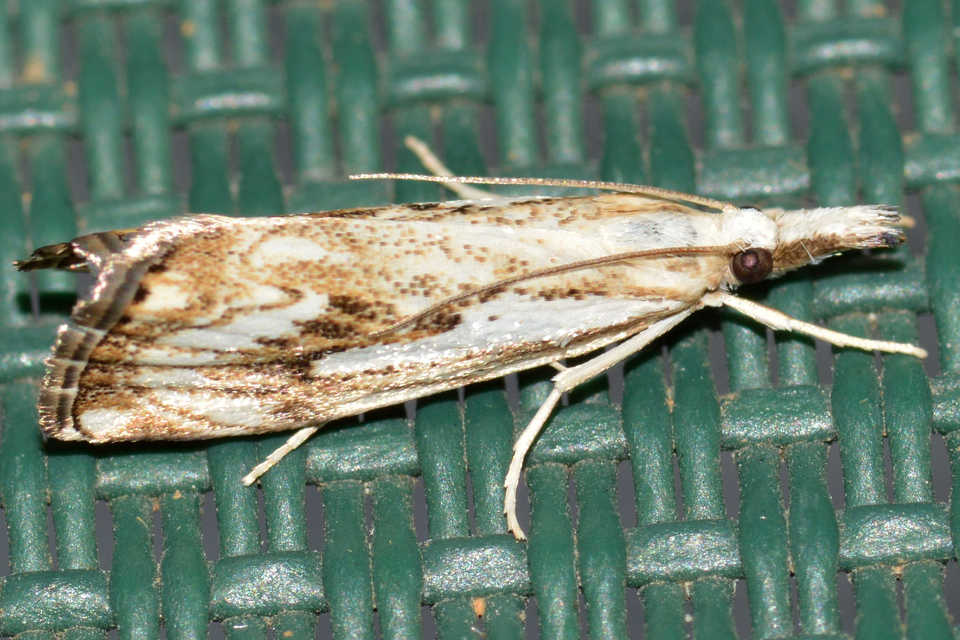 Catoptria falsella - hálós fűgyökérmoly