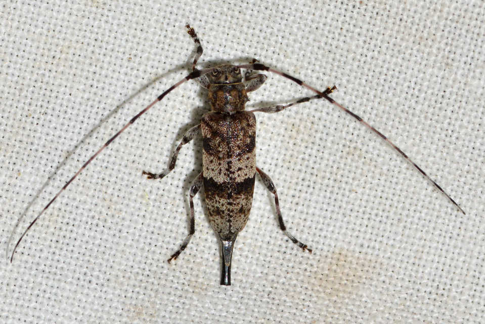 Acanthocinus griseus - szürke daliáscincér
