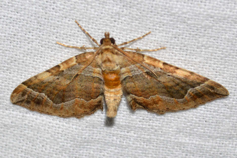 Pelurga comitata - nagy tarkaaraszoló
