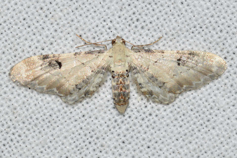 Eupithecia centaureata - búzavirág-törpearaszoló