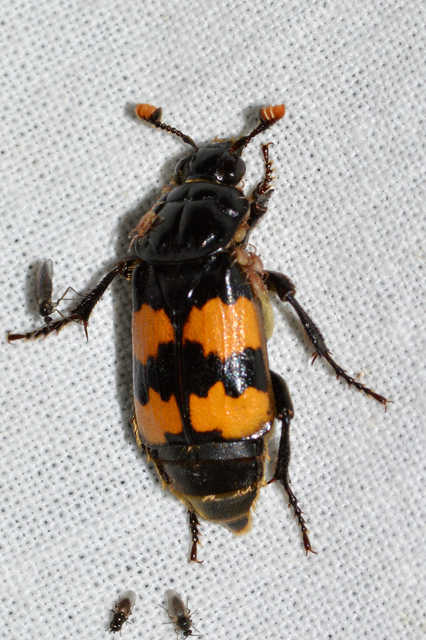 Nicrophorus interruptus - sárgaszőrű temetőbogár