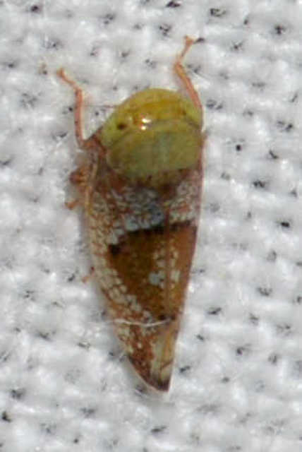 Hishimonus hamatus
