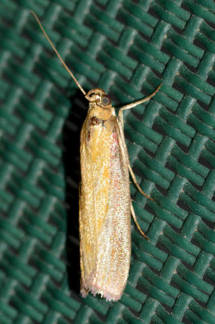 Oncocera semirubella - lucernamoly